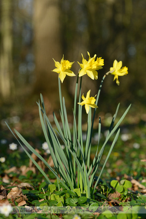 Trompetnarcis; Wild Daffodil; Narcissus pseudonarcissus subsp. M
