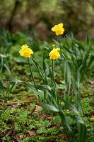Trompetnarcis; Wild Daffodil; Narcissus pseudonarcissus subsp. m