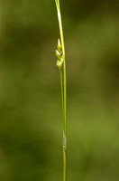 Carex Alba