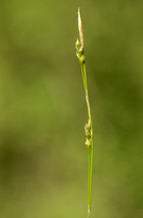 Carex Alba