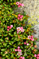 Alpenazalea; Alpine Azalea; Loiseleuria procumbens