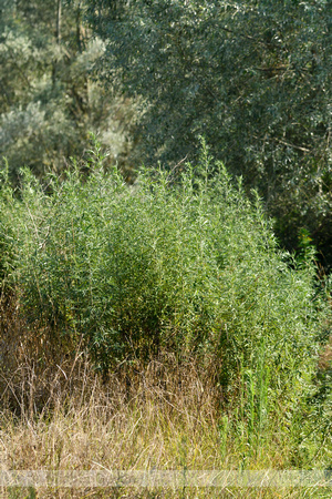 Herfstalsem; Chinese Mugwort; Artemisia verlotiorum