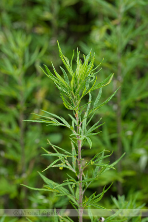 Herfstalsem; Chinese Mugwort; Artemisia verlotiorum