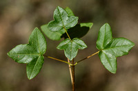 Montpellieresdoorn; Montpellier Maple; Acer monspessulanum