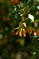 Montpellieresdoorn; Montpellier Maple; Acer monspessulanum