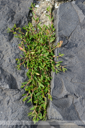 Zandvarkensgras; ray's Knotgrass; Polygonum oxyspermum subsp. ra