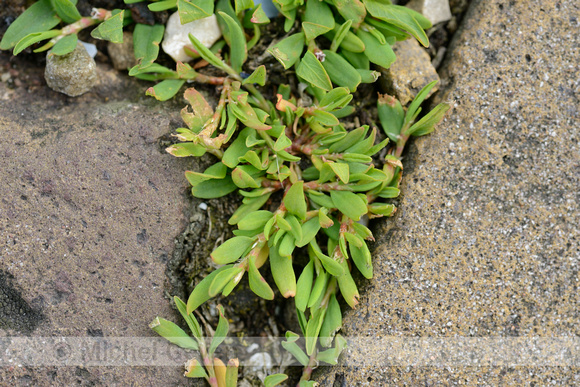 Zandvarkensgras; ray's Knotgrass; Polygonum oxyspermum subsp. ra