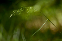 Schaduwgras; Wood meadow-grass; Poa nemoralis