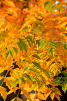 Chinese vernisboom; Koelreuteria paniculata;  Golden-Rain Tree