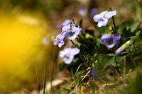 Hondsviooltje - Heath dog-violet - Viola canina