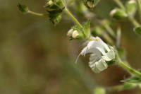 Zilversalie;  Salvia argentea