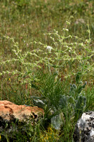 Zilversalie;  Salvia argentea