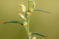 Bijvoet - Mugwort - Artemisia vulgaris