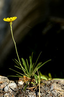 Umbrella milkwort; Tolpis staticifolia