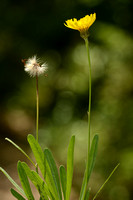 Umbrella milkwort; Tolpis staticifolia