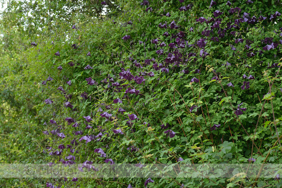 Italiaanse clematis; Purple clematis; Clematis citicella