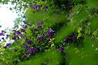 Italiaanse clematis; Purple clematis; Clematis citicella