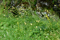 Cirsium erisithales