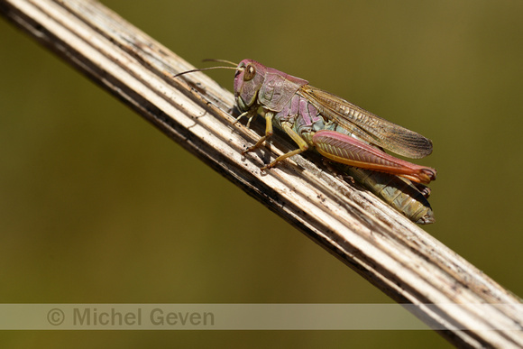 Lokomotiefje; Locomotive grasshopper; Chorthippus apricarius
