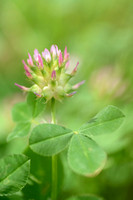Mediterranean clover; Trifolium spumosum;
