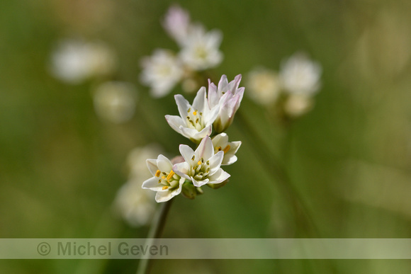 Onion weed; Allium fragrans