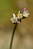 Onion weed; Allium fragrans