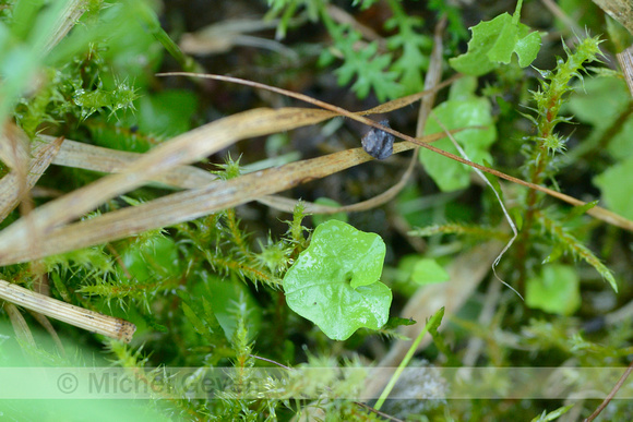 Klimopklokje; Ivy-leaved Bellflower; Wahlenbergia hederacea