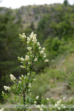 Wilde Liguster; Wild Privet; Ligustrum vulgare