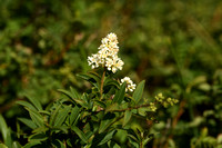 WIlde liguster; Wild privet; Ligustrum vulgare;