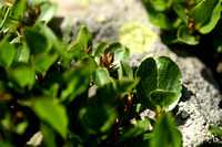 Kruidwilg; Snowbed willow; Salix herbacea