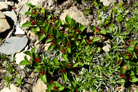 Kruidwilg; Snowbed willow; Salix herbacea