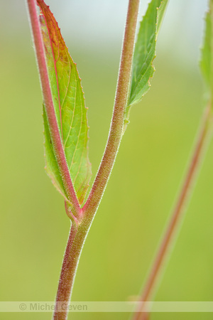 Beklierde Basterdwederik; American willowherb; Epilobium ciliatum