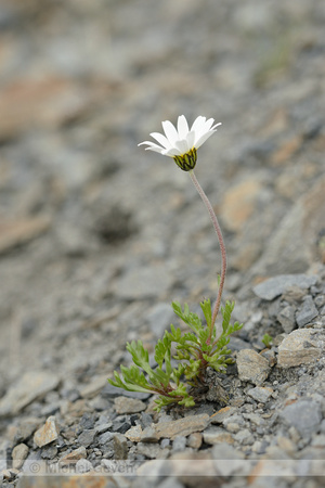 Alpenmargriet;  Alpine Chrysanthemum; Chrysanthemum alpinum