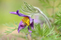 Wildemanskruid; Pasqueflower; Pulsatilla vulgaris