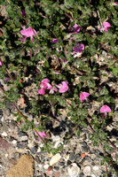 Kruipend stalkruid; Common Restharrow; Ononis repens subsp. repe