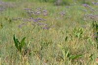 IJle lamsoor; Lax-flowered Sea-lavender; Limonium humile