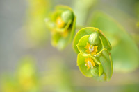 Southern Spurge; Euphorbia nicaeensis