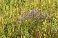 IJle lamsoor - Lax-flowered Sea-lavender - Limonium humile