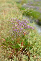 IJle lamsoor; Lax-flowered Sea-lavender; Limonium humile