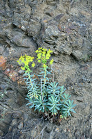 Euphorbia nicaeensis;
