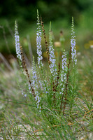 Madeliefbekje - Daisy-leaved Toadflax - Anarrhinum bellidifolium