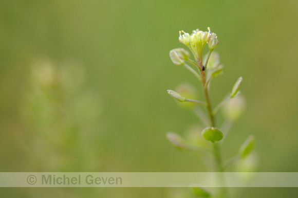 Steenkruidkers; Narrow-leaved Pepperwort; Lepidium roderale