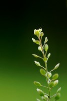 Steenkruidkers - Narrow-leaved Pepperwort - Lepidium roderale