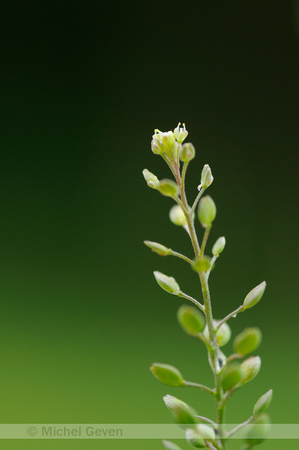 Steenkruidkers; Narrow-leaved Pepperwort; Lepidium roderale