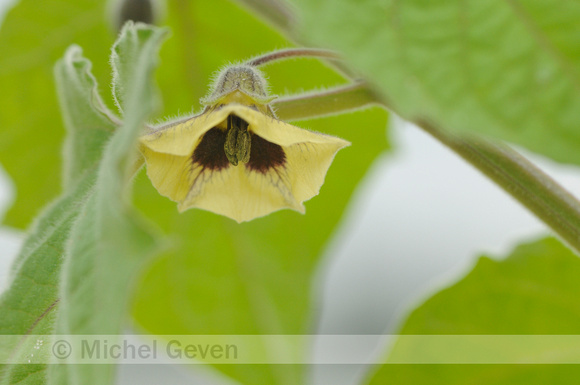 Goudbes; Cape Gooseberry; Physalis peruviana