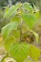 Goudbes; Cape Gooseberry; Physalis peruviana