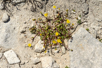 Senecio leucanthemifolis subsp. Transiens
