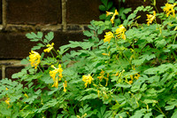 Gele helmbloem;Yellow Corydalis;Pseudofiumaria lutea