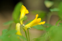 Gele Helmbloem; Yellow Corydalis; Pseudofumaria lutea