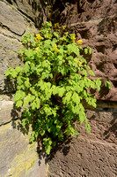 Gele helmbloem; Yellow Corydalis; Pseudofumaria lutea